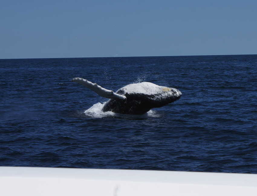 whale07212012-dsc01254.jpg