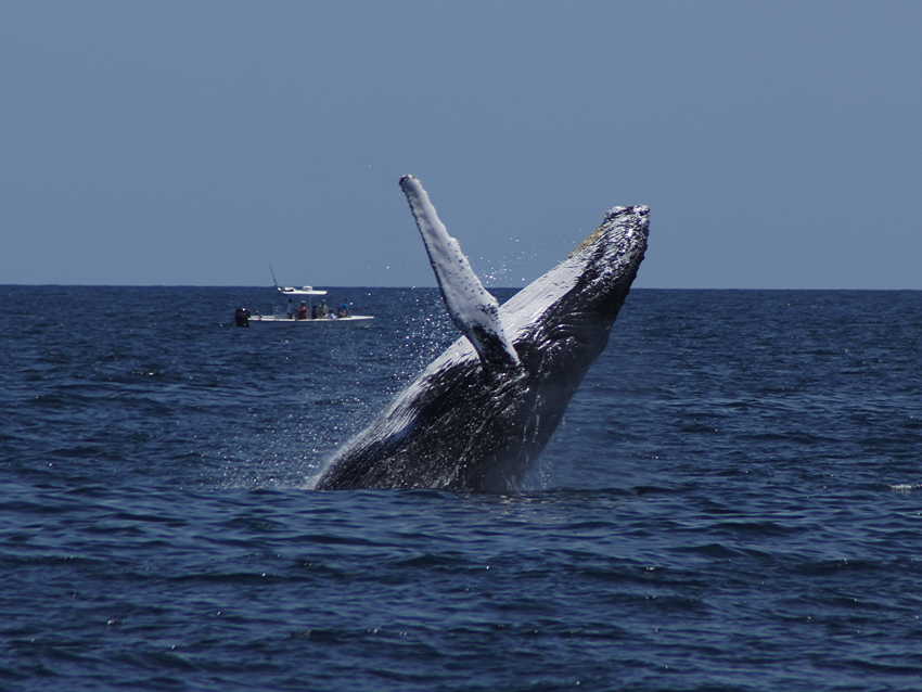 whale07212012-dsc01317.jpg